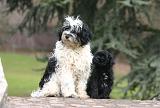 TERRIER DU TIBET 417